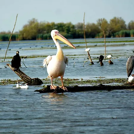 Casa Cinderella בית הארחה קוסטינסטי