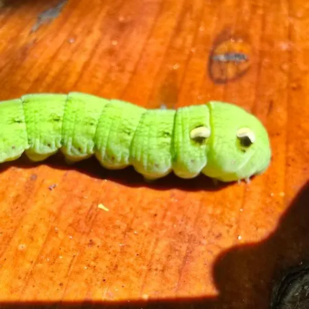 Maison d'hôtes Casa Cinderella *